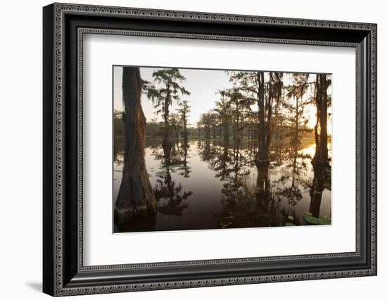 Caddo Lake, Texas, USA-Larry Ditto-Framed Photographic Print