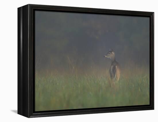 Cades Cove Doe-Galloimages Online-Framed Premier Image Canvas