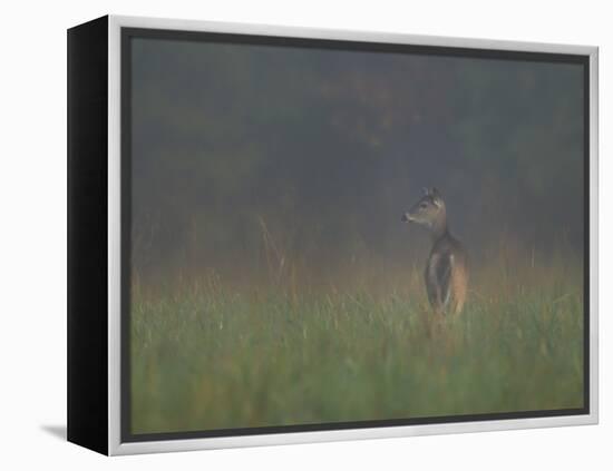 Cades Cove Doe-Galloimages Online-Framed Premier Image Canvas