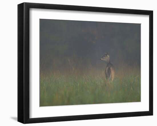 Cades Cove Doe-Galloimages Online-Framed Photographic Print