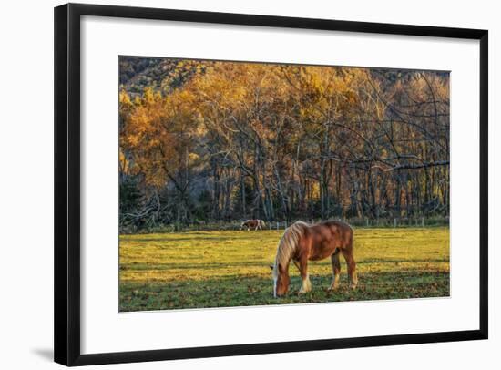 Cades Cove Horses at Sunset-Galloimages Online-Framed Photographic Print