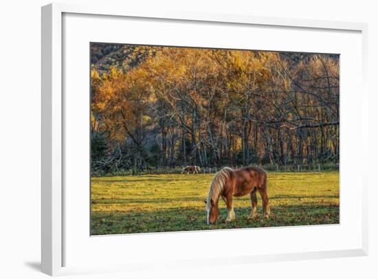 Cades Cove Horses at Sunset-Galloimages Online-Framed Photographic Print