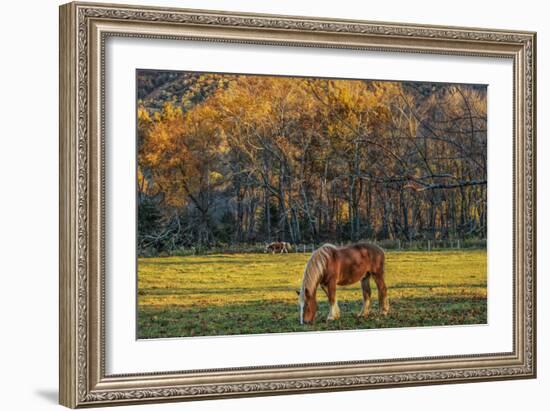 Cades Cove Horses at Sunset-Galloimages Online-Framed Photographic Print