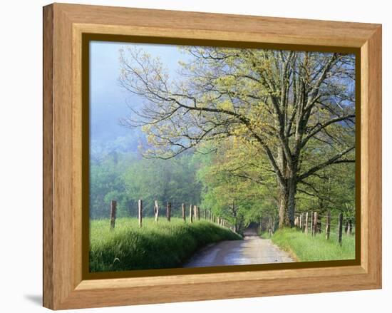 Cades Cove Lane in Great Smoky Mountains National Park-Darrell Gulin-Framed Premier Image Canvas