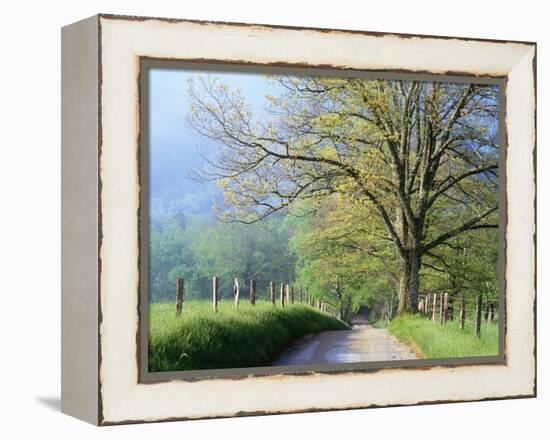 Cades Cove Lane in Great Smoky Mountains National Park-Darrell Gulin-Framed Premier Image Canvas