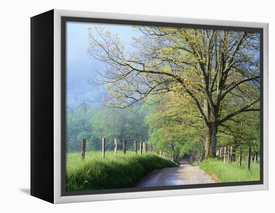 Cades Cove Lane in Great Smoky Mountains National Park-Darrell Gulin-Framed Premier Image Canvas