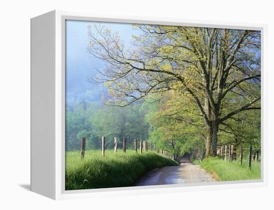 Cades Cove Lane in Great Smoky Mountains National Park-Darrell Gulin-Framed Premier Image Canvas