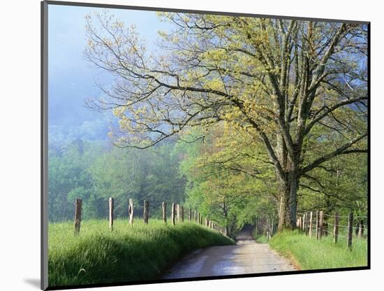 Cades Cove Lane in Great Smoky Mountains National Park-Darrell Gulin-Mounted Photographic Print