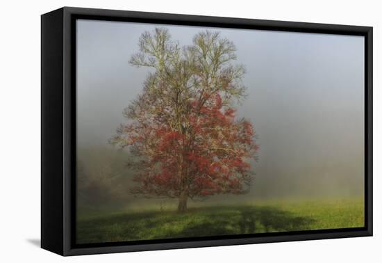 Cades Cove Tree-Galloimages Online-Framed Premier Image Canvas