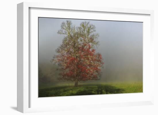 Cades Cove Tree-Galloimages Online-Framed Photographic Print