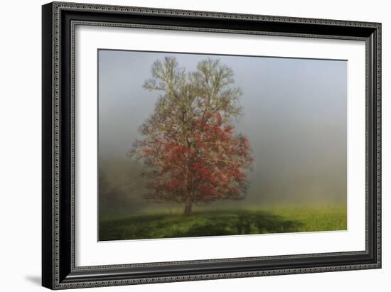 Cades Cove Tree-Galloimages Online-Framed Photographic Print
