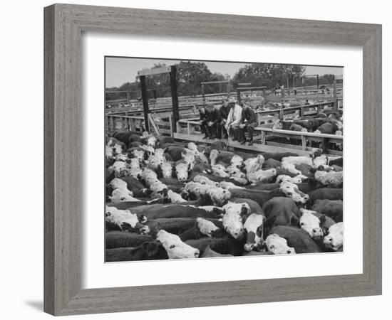 Cadets and a Cowboy Sitting on a Fence in a Stockyard Crowded with Cattle-null-Framed Photographic Print