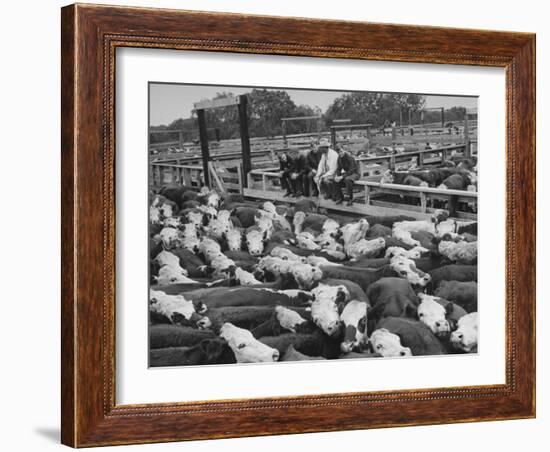 Cadets and a Cowboy Sitting on a Fence in a Stockyard Crowded with Cattle-null-Framed Photographic Print