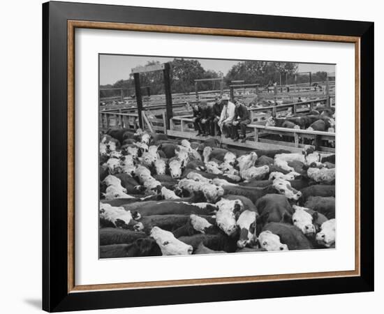 Cadets and a Cowboy Sitting on a Fence in a Stockyard Crowded with Cattle-null-Framed Photographic Print