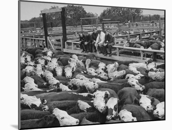 Cadets and a Cowboy Sitting on a Fence in a Stockyard Crowded with Cattle-null-Mounted Photographic Print