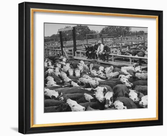 Cadets and a Cowboy Sitting on a Fence in a Stockyard Crowded with Cattle-null-Framed Photographic Print