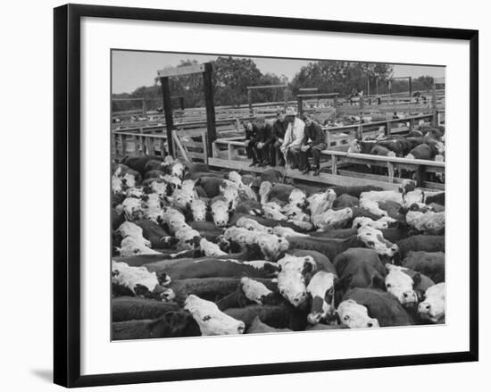 Cadets and a Cowboy Sitting on a Fence in a Stockyard Crowded with Cattle-null-Framed Photographic Print