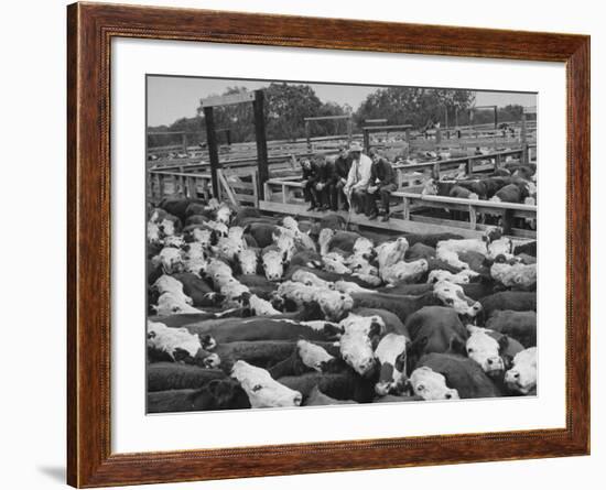 Cadets and a Cowboy Sitting on a Fence in a Stockyard Crowded with Cattle-null-Framed Photographic Print