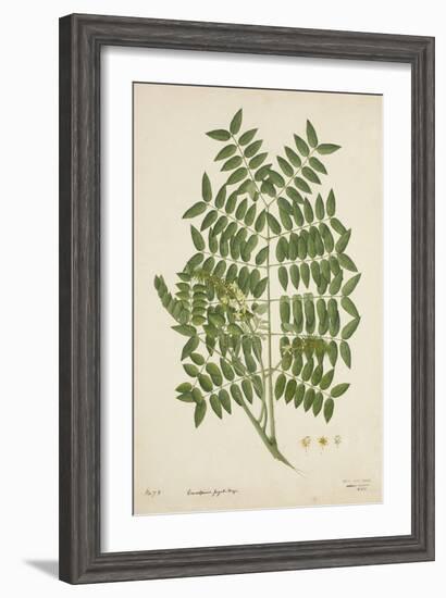 Caesalpinia Jayabo Maza, 1800-10-null-Framed Giclee Print
