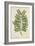 Caesalpinia Jayabo Maza, 1800-10-null-Framed Giclee Print