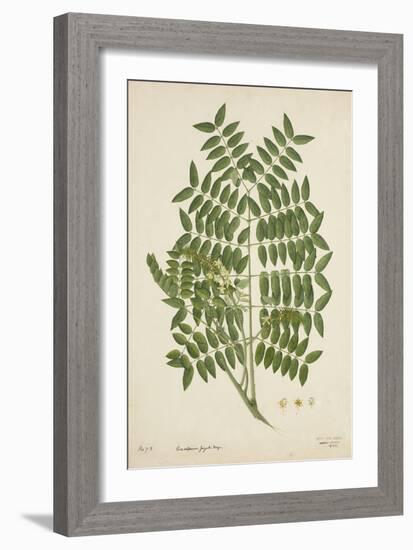 Caesalpinia Jayabo Maza, 1800-10-null-Framed Giclee Print