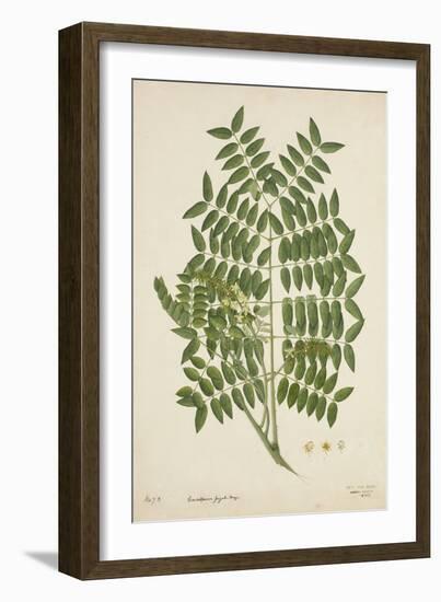 Caesalpinia Jayabo Maza, 1800-10-null-Framed Giclee Print