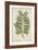 Caesalpinia Jayabo Maza, 1800-10-null-Framed Giclee Print