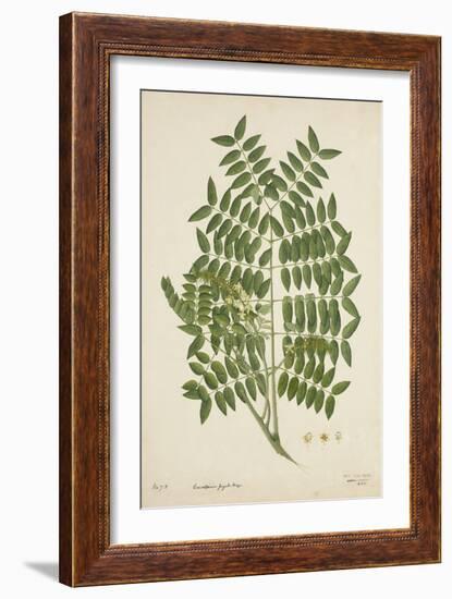 Caesalpinia Jayabo Maza, 1800-10-null-Framed Giclee Print