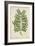 Caesalpinia Jayabo Maza, 1800-10-null-Framed Giclee Print