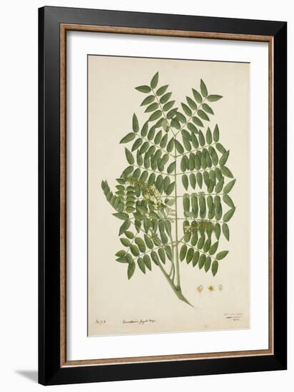 Caesalpinia Jayabo Maza, 1800-10-null-Framed Giclee Print