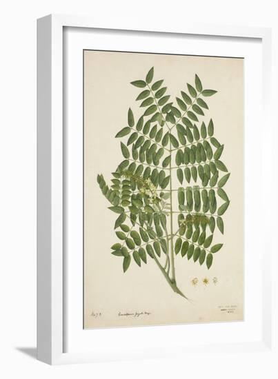 Caesalpinia Jayabo Maza, 1800-10-null-Framed Giclee Print