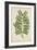 Caesalpinia Jayabo Maza, 1800-10-null-Framed Giclee Print