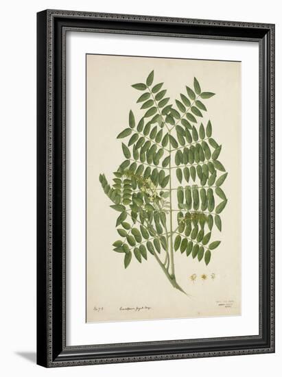 Caesalpinia Jayabo Maza, 1800-10-null-Framed Giclee Print