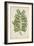 Caesalpinia Jayabo Maza, 1800-10-null-Framed Giclee Print