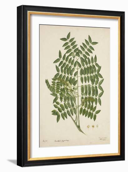 Caesalpinia Jayabo Maza, 1800-10-null-Framed Giclee Print