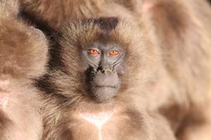 A Young Gelada Baboon, Theropithecus Gelada, Sitting with Another by Cagan Sekercioglu