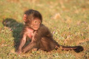 An Infant Gelada Baboon, Theropithecus Gelada, Sits in the Grass by Cagan Sekercioglu