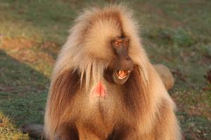 Gelada Baboon Portrait, Theropithecus Gelada by Cagan Sekercioglu