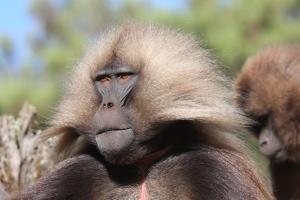 Gelada Baboon Portrait, Theropithecus Gelada by Cagan Sekercioglu