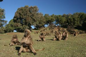 Gelada Baboons, Theropithecus Gelada, on a Hill Side by Cagan Sekercioglu
