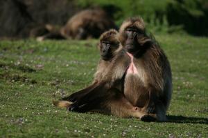 Gelada Baboons, Theropithecus Gelada, Resting by Cagan Sekercioglu