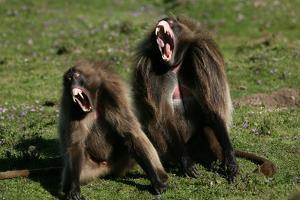 Gelada Baboons, Theropithecus Gelada by Cagan Sekercioglu
