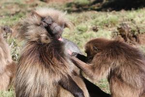 Gelada Baboons, Theropithecus Gelada by Cagan Sekercioglu