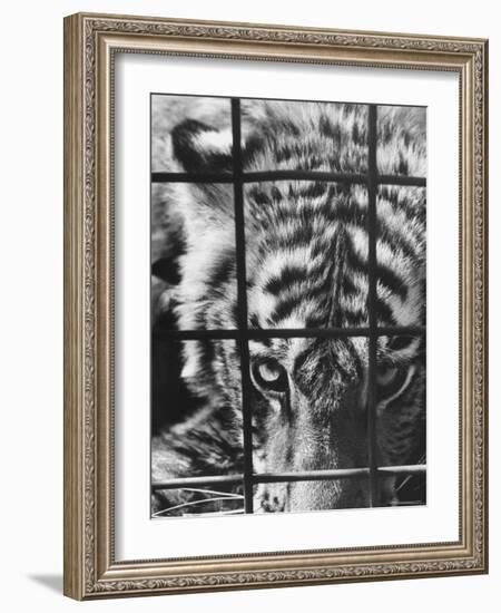 Caged White Tiger-Larry Burrows-Framed Photographic Print