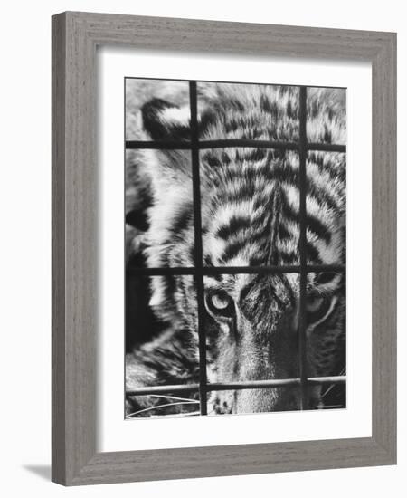 Caged White Tiger-Larry Burrows-Framed Photographic Print