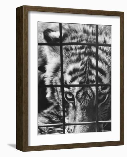 Caged White Tiger-Larry Burrows-Framed Photographic Print