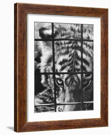 Caged White Tiger-Larry Burrows-Framed Photographic Print