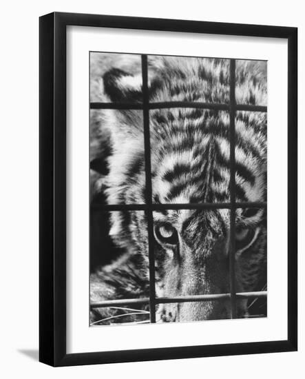 Caged White Tiger-Larry Burrows-Framed Photographic Print