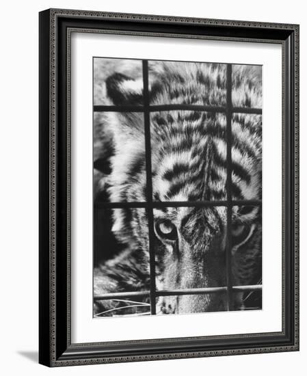 Caged White Tiger-Larry Burrows-Framed Photographic Print