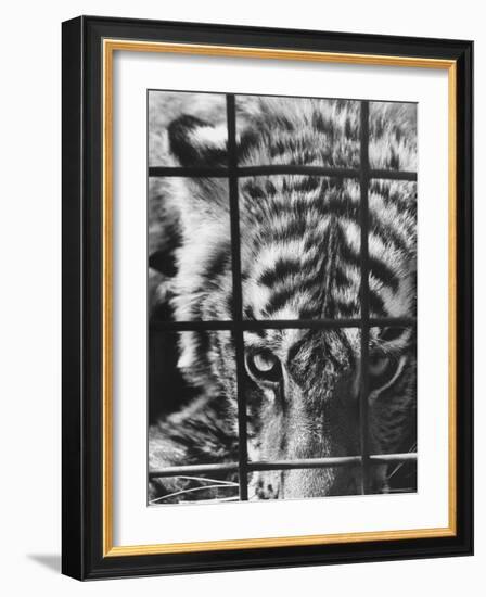 Caged White Tiger-Larry Burrows-Framed Photographic Print